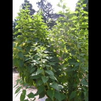 Topinambour patate, Helianthus tuberosus (fam Asteracees) (peut-etre) (1)